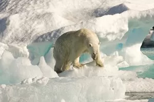 Polar bear on floating ice, Davis Strait, Labrador See, Labrador, Canada, North America
