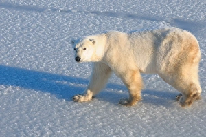 Manitoba Prints: Polar bear on fresh snow, Wapusk National Park, Manitoba, Canada, North America