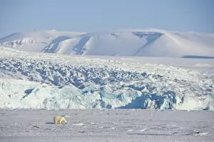 Images Dated 5th April 2008: Polar bear in front of the glacier, Billefjord, Svalbard, Spitzbergen, Arctic
