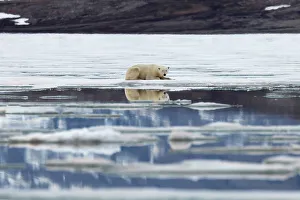 Snowy Landscape Prints: Polar bear on ice looking at camera, Svalbard and Jan Mayen, Norway, Polar Regions