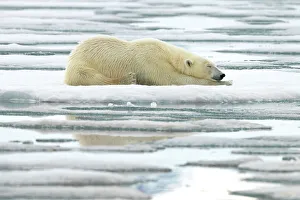 Wildlife Protection Prints: Polar bear laying on ice, Svalbard and Jan Mayen, Norway, Polar Regions