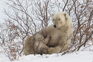 Manitoba Prints: Polar bear nursing cub (Ursus maritimus)