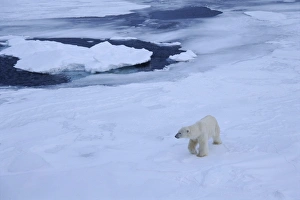 One Animal Only Prints: Polar bear on pack ice north of Spitsbergen