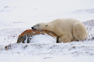 Comfort Prints: Polar bear resting, Churchill, Hudson Bay, Manitoba, Canada, North America