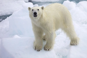Sea Ice Prints: Polar bear on sea ice off coast of Spitzbergen, Svalbard, Arctic Norway