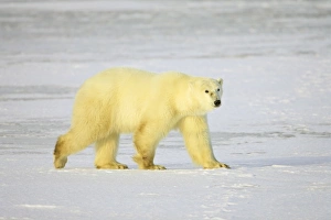 Polar bear (Thalarctos maritimus), Churchill, Manitoba, Canada, North America