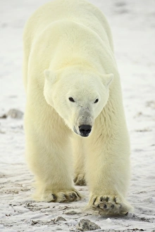 Polar bear (Thalarctos maritimus), Churchill, Manitoba, Canada, North America