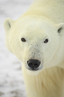 Canadian Prints: Polar bear (Thalarctos maritimus), Churchill, Manitoba, Canada, North America
