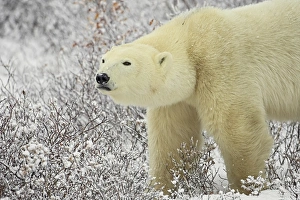 Staring Prints: Polar bear (Thalarctos maritimus) standing among willow, Churchill, Manitoba