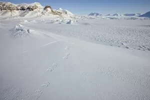 Images Dated 3rd April 2008: Polar bear track, Billefjord, Svalbard, Spitzbergen, Arctic, Norway, Scandinavia, Europe
