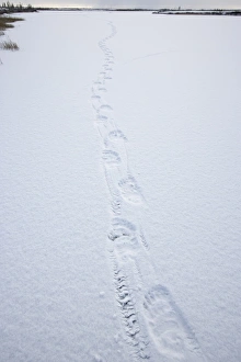 Churchill Prints: Polar bear track, Churchill, Manitoba, Canada, North America