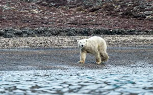 Animal Behavior Prints: Polar bear (Ursus Maritimus) on Axel Heiberg island