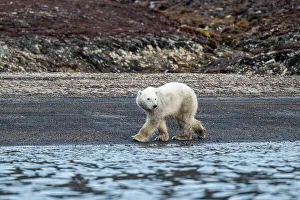 Animal Behavior Prints: Polar bear (Ursus Maritimus) on Axel Heiberg island