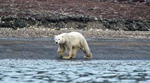 Ursus Prints: Polar bear (Ursus Maritimus) on Axel Heiberg island