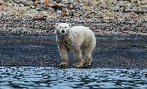 Animal Behavior Prints: Polar bear (Ursus Maritimus) on Axel Heiberg island