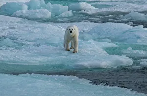 Animal Behavior Prints: Polar bear (Ursus Maritimus) on Axel Heiberg island