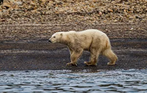 Animal Behavior Prints: Polar bear (Ursus Maritimus) on Axel Heiberg island