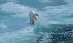 Animal Behavior Prints: Polar bear (Ursus Maritimus) on Axel Heiberg island