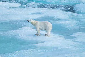 Animal Behavior Prints: Polar bear (Ursus Maritimus) on Axel Heiberg island