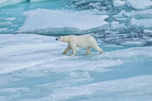 Ursus Prints: Polar bear (Ursus Maritimus) on Axel Heiberg island