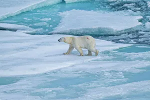 Animal Behavior Prints: Polar bear (Ursus Maritimus) on Axel Heiberg island