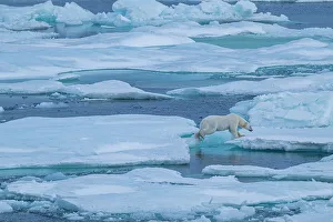 Animal Behavior Prints: Polar bear (Ursus Maritimus) on Axel Heiberg island
