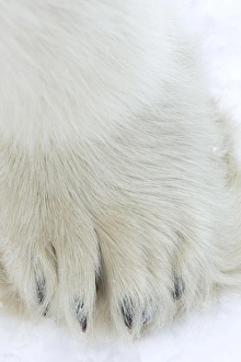 Polar bear (Ursus maritimus), Churchill, Hudson Bay, Manitoba, Canada, North America