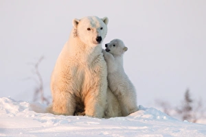Manitoba Prints: Polar bear (Ursus maritimus) and cub