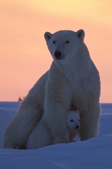 Polar bear (Ursus maritimus) and cub, Wapusk National Park, Churchill, Hudson Bay, Manitoba, Canada, North America