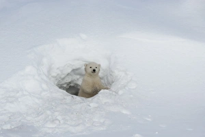 Churchill Prints: Polar bear (Ursus maritimus) cub looking out of den, Wapusk National Park