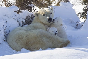 Manitoba Prints: Polar bear (Ursus maritimus) and cubs