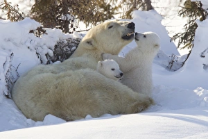 Polar bear (Ursus maritimus) and cubs, Wapusk National Park, Churchill, Hudson Bay, Manitoba, Canada, North America