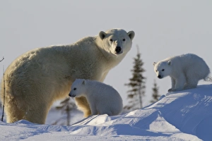 Polar bear (Ursus maritimus) and cubs, Wapusk National Park, Churchill, Hudson Bay, Manitoba, Canada, North America