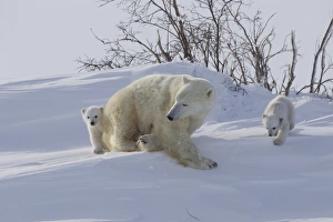 Polar bear (Ursus maritimus) and cubs, Wapusk National Park, Churchill, Hudson Bay, Manitoba, Canada, North America