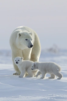 Polar bear (Ursus maritimus) and cubs, Wapusk National Park, Churchill, Hudson Bay, Manitoba, Canada, North America