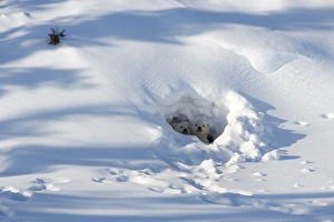 Churchill Prints: Polar bear (Ursus maritimus) cubs looking out of the den, Wapusk National Park