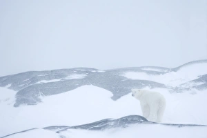 Churchill Prints: Polar bear (Ursus maritimus), Hudson Bay, Churchill, Manitoba, Canada, North America