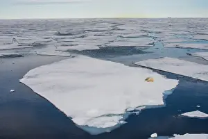 Lying Prints: Polar bear (Ursus maritimus) on a ice floe in the Arctic shelf, Svalbard, Arctic