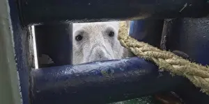 Curious Prints: Polar Bear (Ursus maritimus) looking through an opening in ships deck