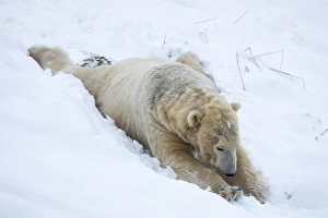 Lying On Front Prints: Polar bear (Ursus maritimus) male, captive, Highland Wildlife Park, Kingussie, Scotland