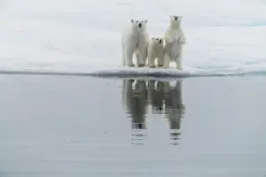 Nunavut Prints: Polar bear (Ursus maritimus), mother and two cubs on an ice floe in the fog in Davis Strait