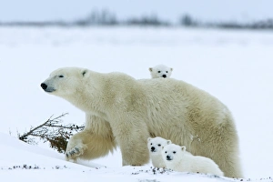Polar bear (Ursus maritimus) mother with triplets, Wapusk National Park