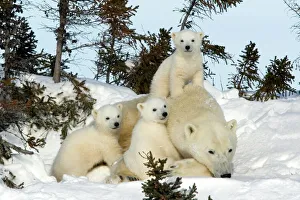 Canadian Prints: Polar bear (Ursus maritimus) mother with triplets, Wapusk National Park