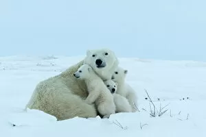 Images Dated 22nd January 2000: Polar bear (Ursus maritimus) mother with triplets, Wapusk National Park