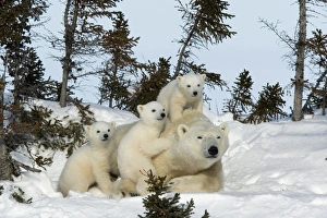 Polar bear (Ursus maritimus) mother with triplets, Wapusk National Park