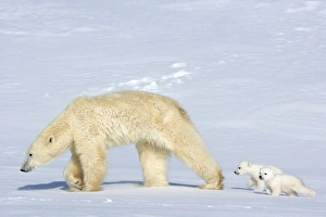 Churchill Prints: Polar bear (Ursus maritimus) mother with twin cubs, Wapusk National Park