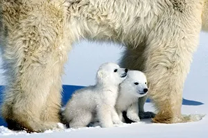Polar bear (Ursus maritimus) mother with twin cubs, Wapusk National Park Polar bear (Ursus maritimus) mother with twin cubs, Wapusk National Park