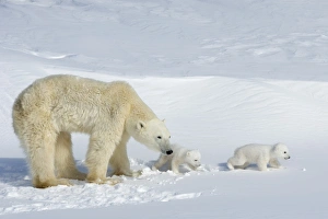 Polar bear (Ursus maritimus) mother with twin cubs, Wapusk National Park