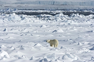Images Dated 28th January 2000: Polar bear (Ursus maritimus) on pack ice