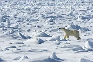 Polar bear (Ursus maritimus) on pack ice